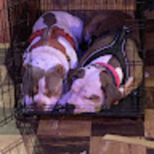 Meet your Posher, Charles